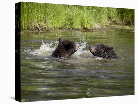 Two Black Bears Playing, in Captivity, Sandstone, Minnesota, USA-James Hager-Premier Image Canvas