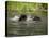 Two Black Bears Playing, in Captivity, Sandstone, Minnesota, USA-James Hager-Premier Image Canvas