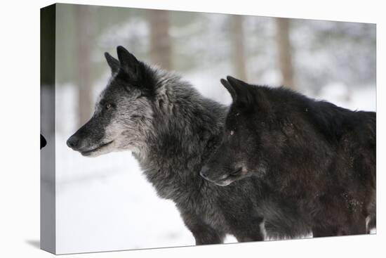 Two Black Melanistic Variants of North American Timber Wolf (Canis Lupus) in Snow, Austria, Europe-Louise Murray-Premier Image Canvas
