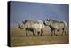 Two Black Rhinoceros (Hook-Lipped Rhinoceros) (Diceros Bicornis)-James Hager-Premier Image Canvas