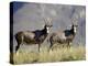 Two Blesbok, Mountain Zebra National Park, South Africa, Africa-James Hager-Premier Image Canvas