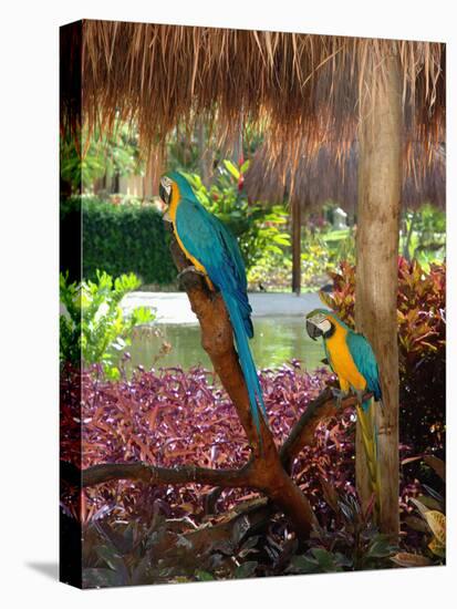 Two Blue and Gold Macaws Perched Under Thatched Roof-Lisa S. Engelbrecht-Premier Image Canvas