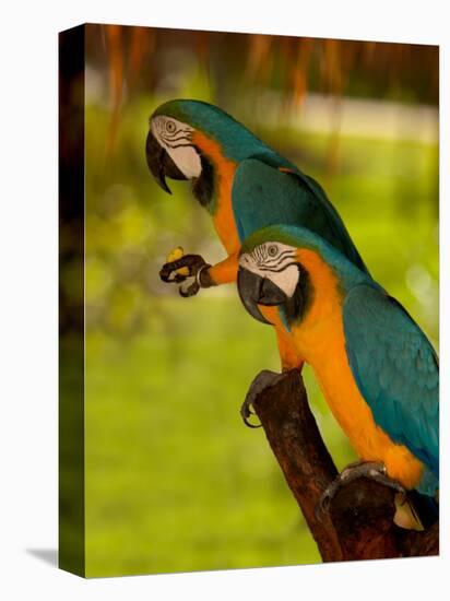 Two Blue and Gold Macaws-Lisa S. Engelbrecht-Premier Image Canvas