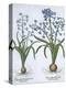 Two Blue Hyacinths, from Hortus Eystettensis, by Basil Besler-null-Premier Image Canvas