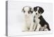 Two Border Collie Puppies Sitting-Mark Taylor-Premier Image Canvas