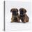 Two Border Terrier Puppies, 5 Weeks Old, Sitting Together-Jane Burton-Premier Image Canvas