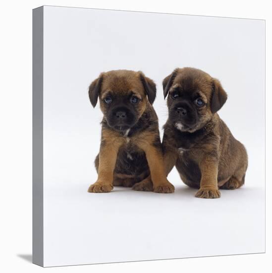 Two Border Terrier Puppies, 5 Weeks Old, Sitting Together-Jane Burton-Premier Image Canvas