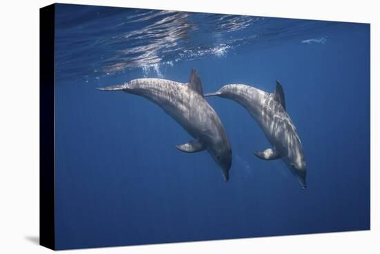 Two Bottlenose Dolphins-Barathieu Gabriel-Stretched Canvas