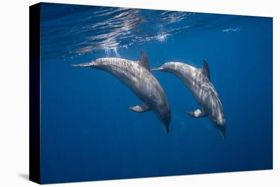 Two bottlenose dolphins-Barathieu Gabriel-Premier Image Canvas