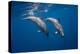 Two bottlenose dolphins-Barathieu Gabriel-Premier Image Canvas