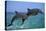 Two Bottlenosed Dolphins Jumping-null-Premier Image Canvas