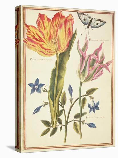 Two 'Broken' Tulips and a Periwinkle-Nicolas Robert-Premier Image Canvas