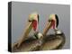 Two Brown Pelicans Preening in Rhythm, La Jolla, California, USA-Arthur Morris-Premier Image Canvas