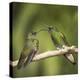 Two Buff-tailed coronet hummingbirds interacting,  Andean montane forest, Ecuador-Mary McDonald-Premier Image Canvas