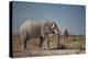 Two Bull Elephants in Etosha National Park, Namibia-Alex Saberi-Premier Image Canvas