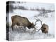 Two Bull Elk (Cervus Canadensis) Sparring in the Snow, Jasper National Park, Alberta, Canada-James Hager-Premier Image Canvas