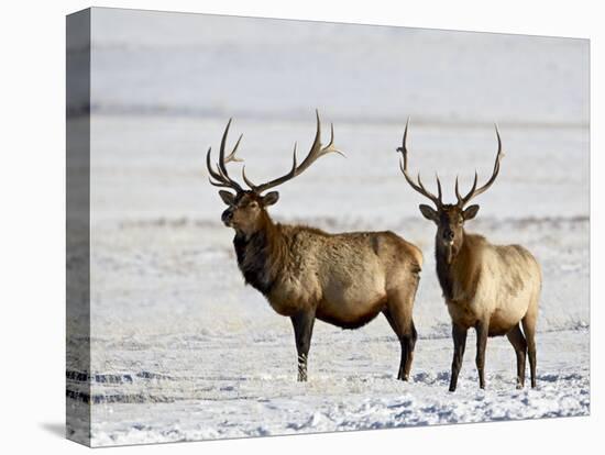 Two Bull Elk in the Snow, National Elk Refuge, Jackson, Wyoming, USA-James Hager-Premier Image Canvas