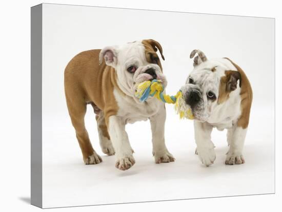 Two Bulldog Pups Carrying a Ragger-Jane Burton-Premier Image Canvas