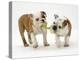 Two Bulldog Pups Carrying a Ragger-Jane Burton-Premier Image Canvas