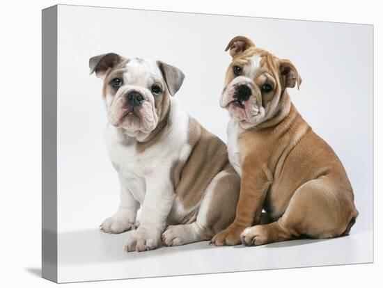 Two BullPuppies, Sitting, Studio Shot-null-Premier Image Canvas