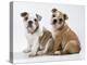 Two BullPuppies, Sitting, Studio Shot-null-Premier Image Canvas