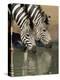 Two Burchell's Zebra, Equus Burchelli, Drinking, Mkhuze Game Reserve, South Africa-Ann & Steve Toon-Premier Image Canvas