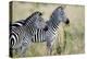Two Burchell's Zebras (Equus Burchelli) in a Forest, Tarangire National Park, Tanzania-null-Stretched Canvas