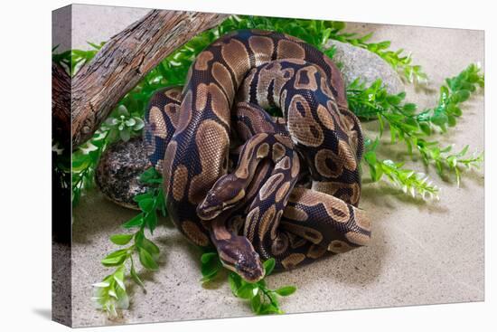 Two Burmese pythons (Python bivittatus) in zoo-null-Premier Image Canvas
