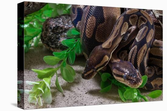 Two Burmese pythons (Python bivittatus) in zoo-null-Premier Image Canvas