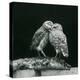 Two Burrowing Owls...London Zoo, July 1926 (b/w photo)-Frederick William Bond-Premier Image Canvas