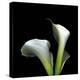 Two Calla Lilies Against a Dramatic Square Black Background-Christian Slanec-Premier Image Canvas