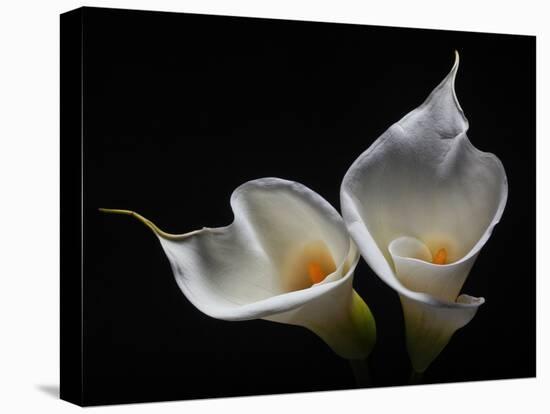 Two Calla Lilies Against Black Background-George Oze-Premier Image Canvas