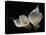 Two Calla Lilies Against Black Background-George Oze-Premier Image Canvas