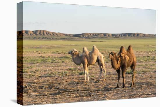 Two camels in Gobi desert, Ulziit, Middle Gobi province, Mongolia, Central Asia, Asia-Francesco Vaninetti-Premier Image Canvas