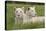 Two Captive White Lions Laying In The Grass. South Africa-Karine Aigner-Premier Image Canvas