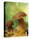 Two Ceps (Boletus Edulis) in Leaves-Vladimir Shulevsky-Premier Image Canvas