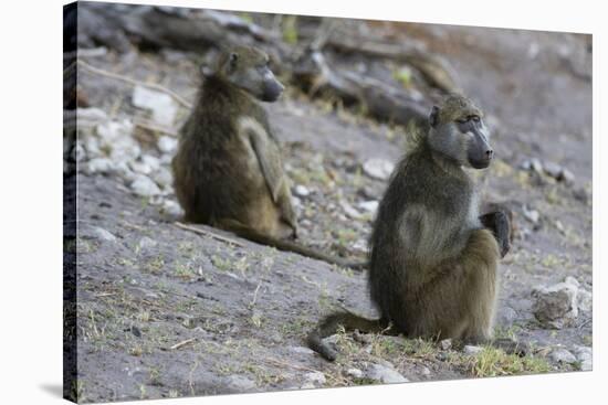 Two chacma baboons (Papio ursinus), Chobe National Park, Botswana, Africa-Sergio Pitamitz-Premier Image Canvas