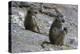 Two chacma baboons (Papio ursinus), Chobe National Park, Botswana, Africa-Sergio Pitamitz-Premier Image Canvas