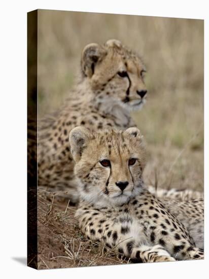 Two Cheetah Cubs, Masai Mara National Reserve, Kenya, East Africa, Africa-James Hager-Premier Image Canvas