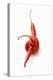 Two Chillies on White Background-Marc O^ Finley-Premier Image Canvas