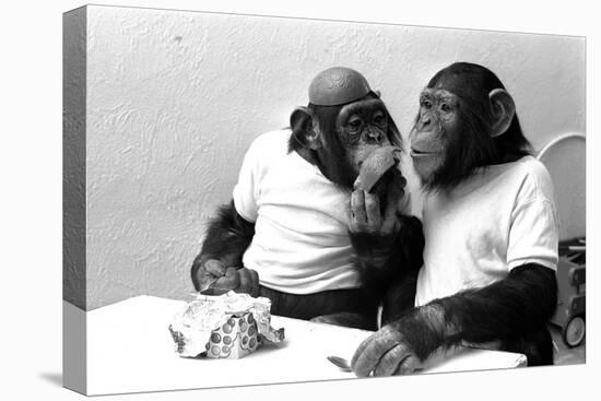 Two Chimpanzees celebrating Easter-Staff-Premier Image Canvas