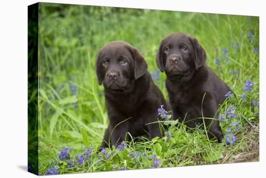 Two chocolate labrador puppies, Connecticut, USA-Lynn M. Stone-Premier Image Canvas