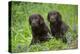 Two chocolate labrador puppies, Connecticut, USA-Lynn M. Stone-Premier Image Canvas