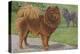 Two Chow Dogs Standing-Louis Agassiz Fuertes-Stretched Canvas