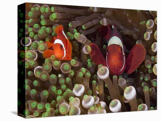 Two Clownfish Among Anemone Tentacles, Raja Ampat, Indonesia-null-Premier Image Canvas