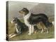 Two Collies, Rough and Smooth-Coated Tricolour-null-Premier Image Canvas