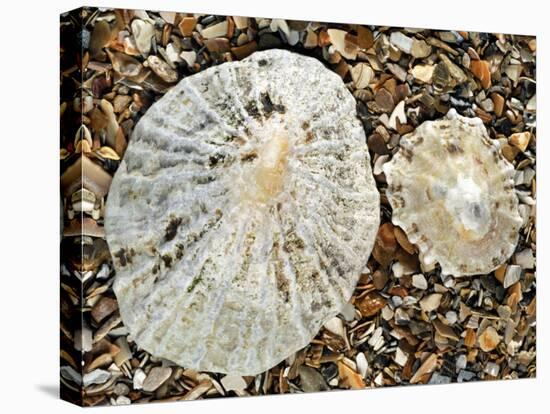 Two Common Limpets on Beach, Normandy, France-Philippe Clement-Premier Image Canvas