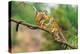 Two Common Squirrel Monkeys (Saimiri Sciureus) Playing on a Tree Branch-Nick Fox-Premier Image Canvas