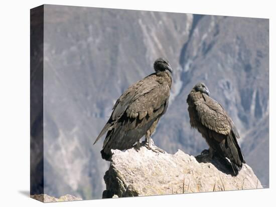 Two Condors at Cruz Del Condor, Colca Canyon, Peru, South America-Tony Waltham-Premier Image Canvas