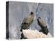 Two Condors at Cruz Del Condor, Colca Canyon, Peru, South America-Tony Waltham-Premier Image Canvas